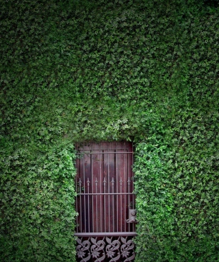 Green Wall And Secret Door sfondi gratuiti per 320x480