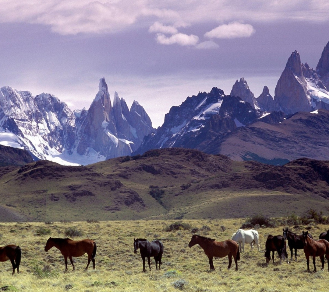 Das Mountains Scenery & Horses Wallpaper 1080x960