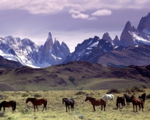 Screenshot №1 pro téma Mountains Scenery & Horses 220x176