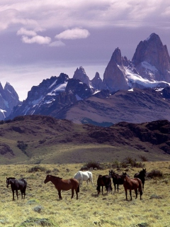 Sfondi Mountains Scenery & Horses 240x320