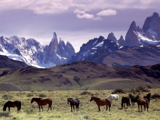 Das Mountains Scenery & Horses Wallpaper 320x240