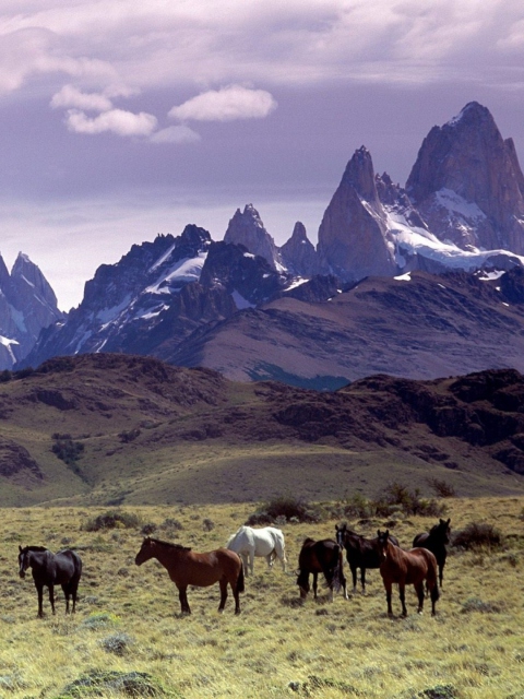 Screenshot №1 pro téma Mountains Scenery & Horses 480x640