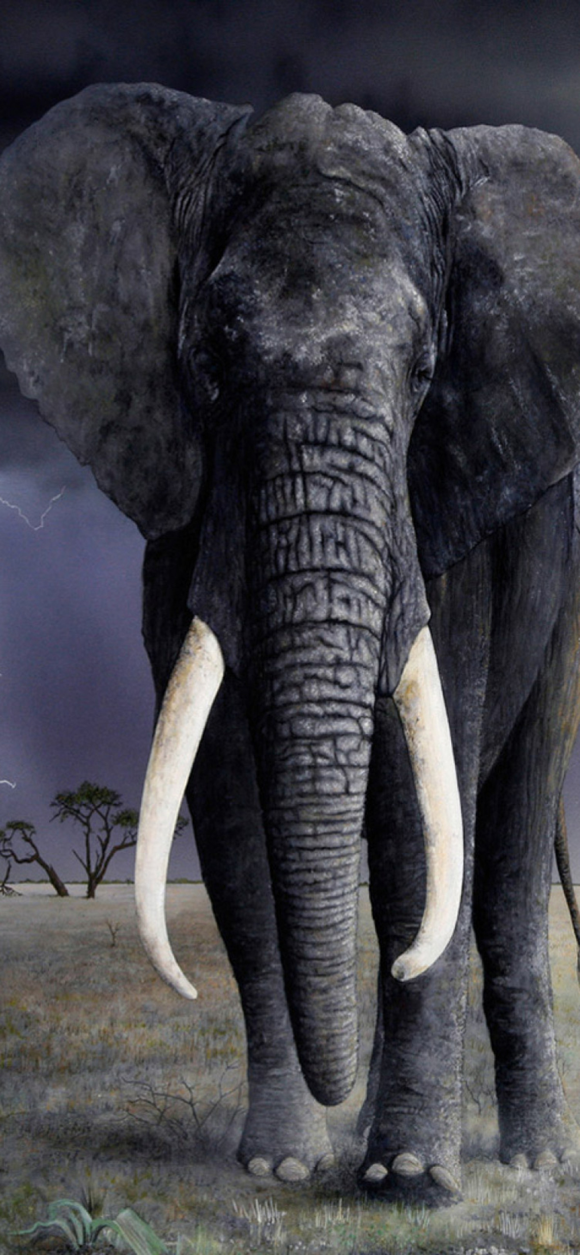 Das Elephant Wallpaper 1170x2532