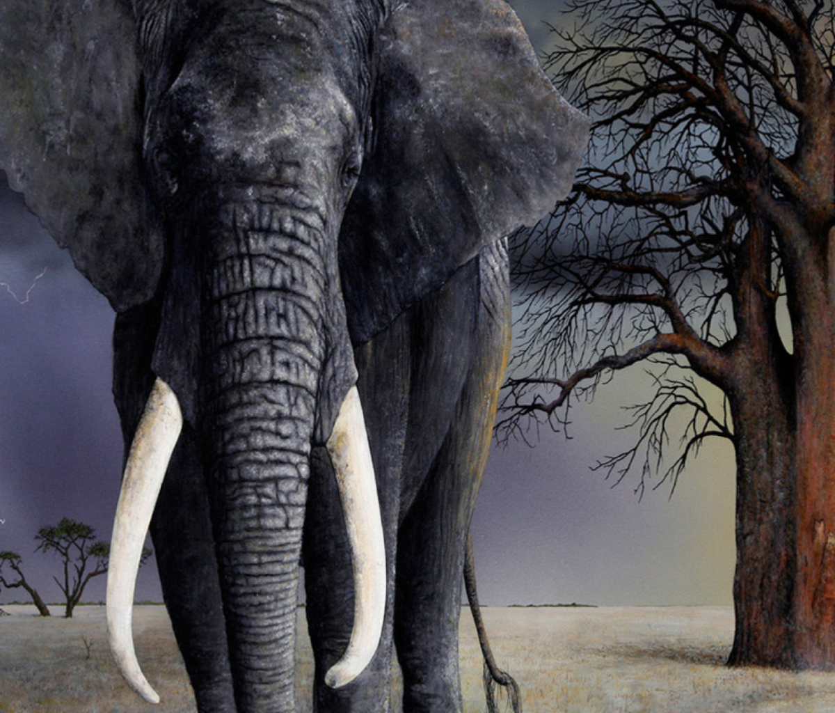 Das Elephant Wallpaper 1200x1024