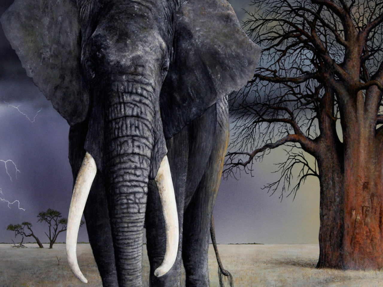 Elephant wallpaper 1280x960
