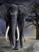 Fondo de pantalla Elephant 132x176