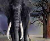 Elephant wallpaper 176x144