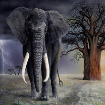 Sfondi Elephant 208x208