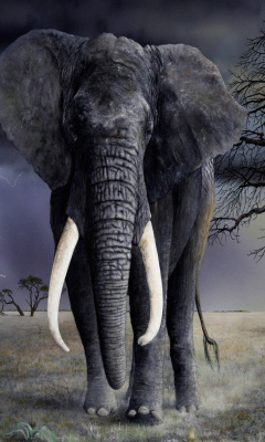 Elephant wallpaper 240x400