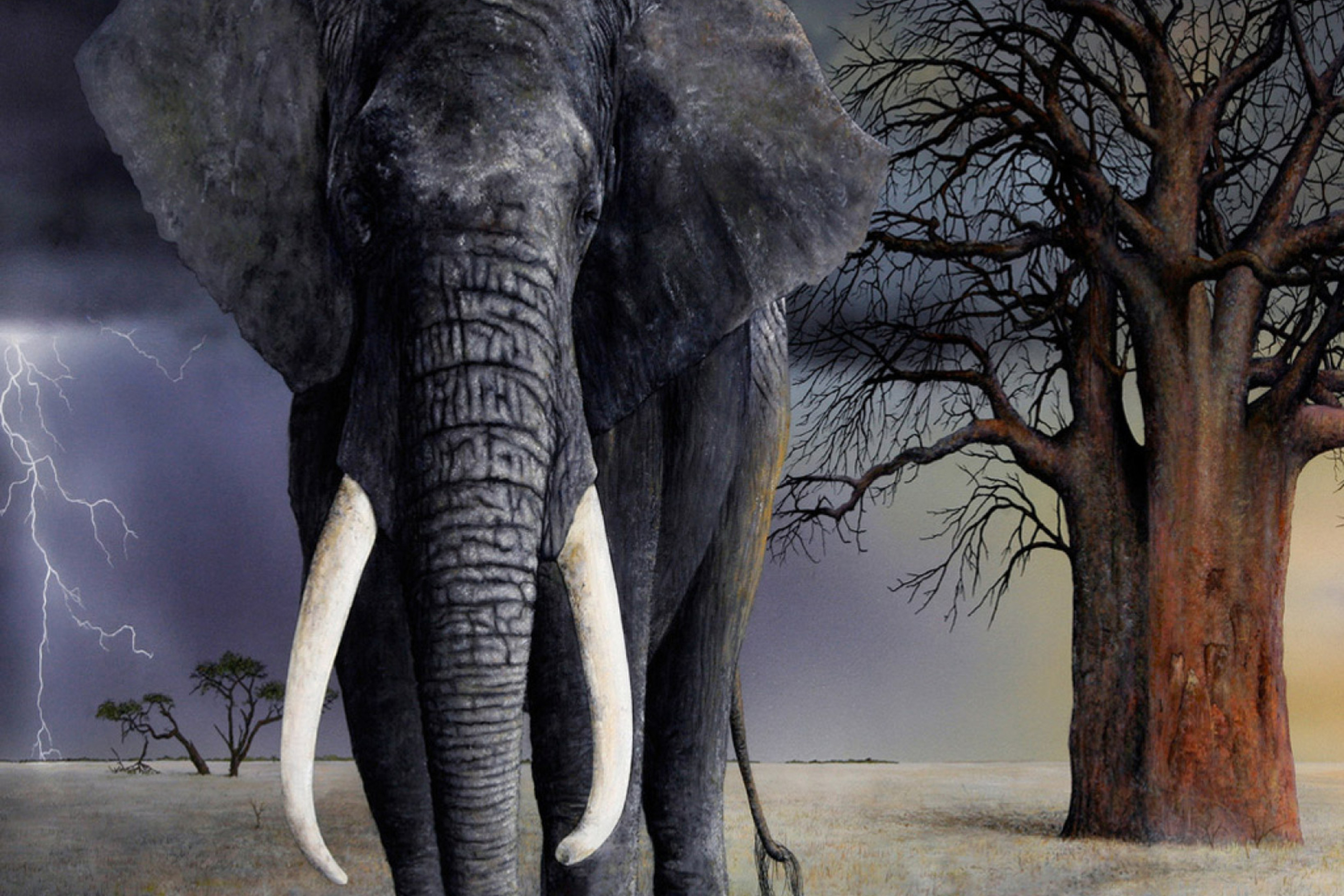 Elephant wallpaper 2880x1920