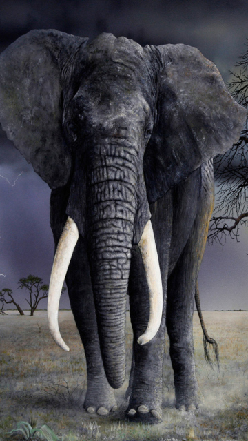 Elephant wallpaper 360x640