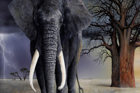 Elephant wallpaper 480x320
