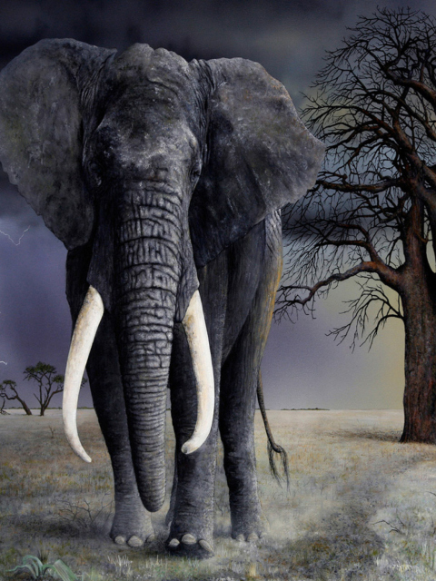 Das Elephant Wallpaper 480x640