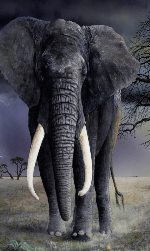 Das Elephant Wallpaper 480x800