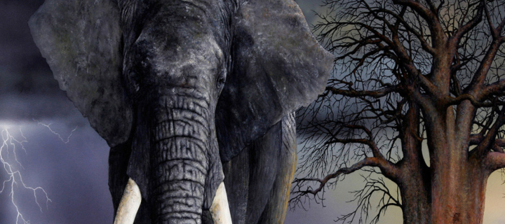 Das Elephant Wallpaper 720x320