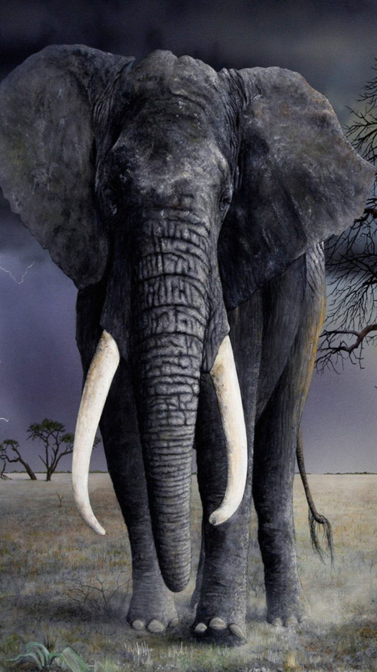 Elephant wallpaper 750x1334
