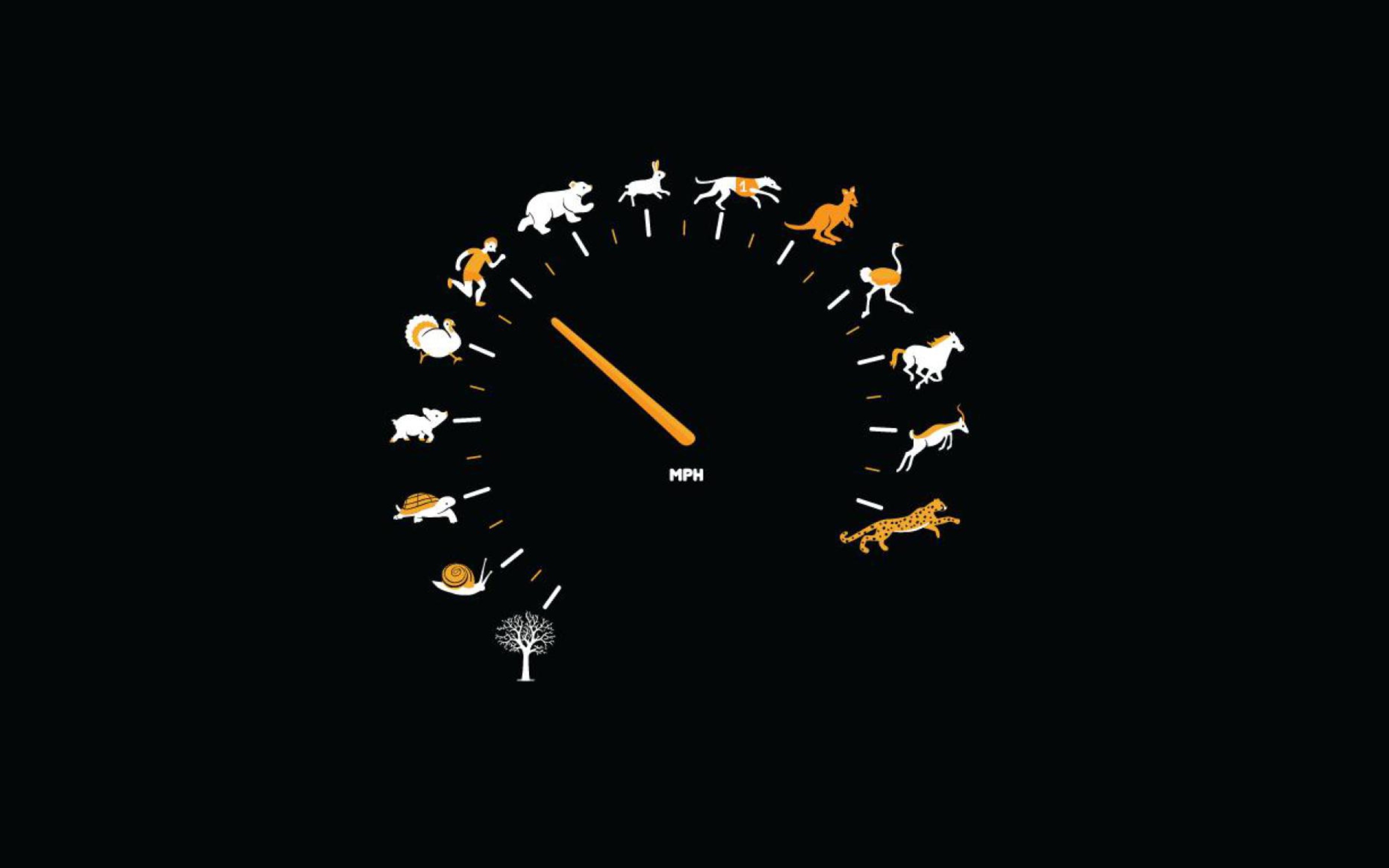 Funny Speedometer Mph wallpaper 2560x1600