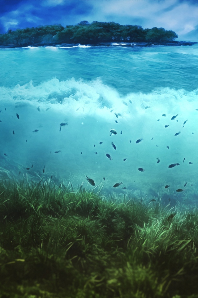 Aquatic Life wallpaper 640x960