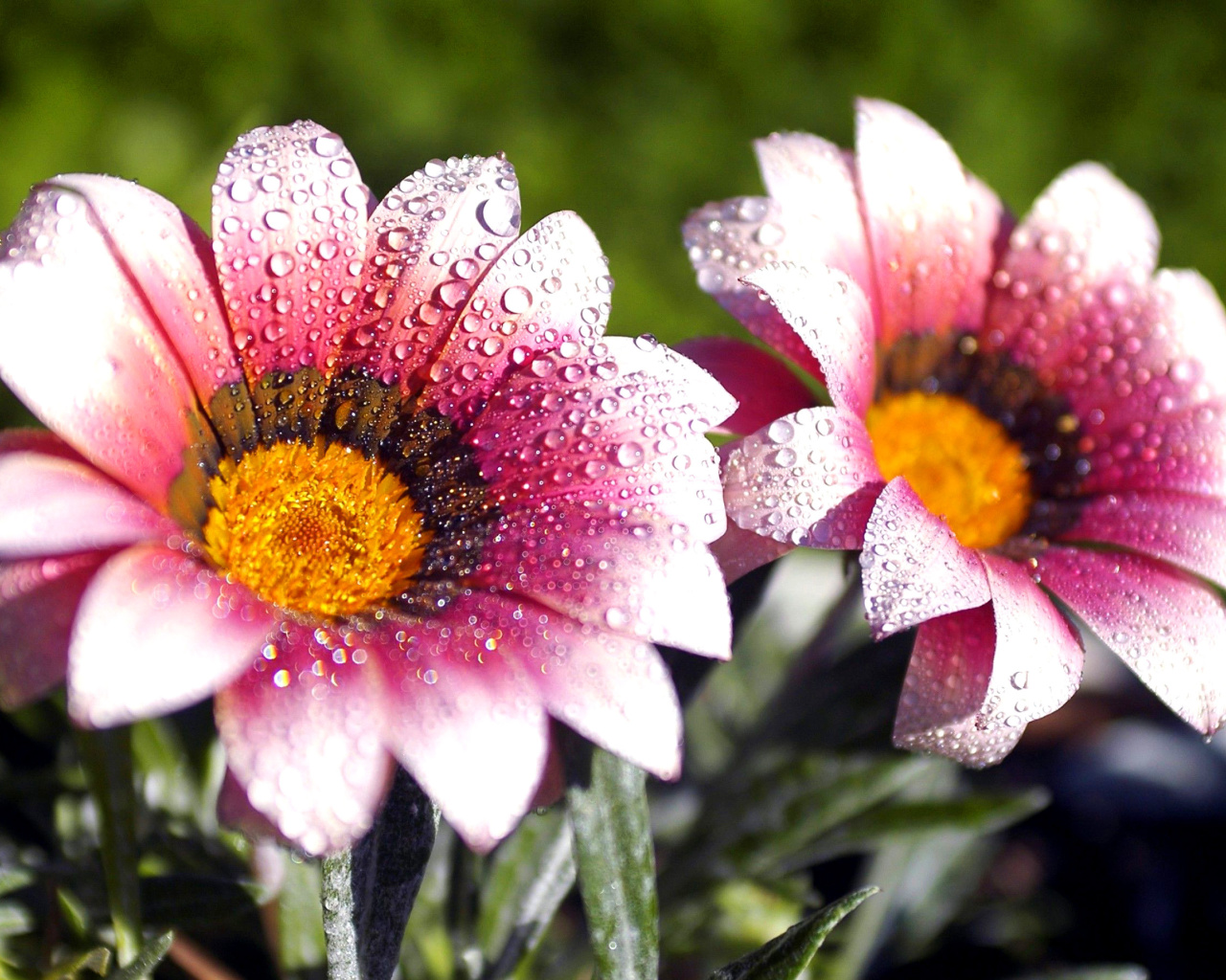 Macro pink flowers after rain screenshot #1 1280x1024