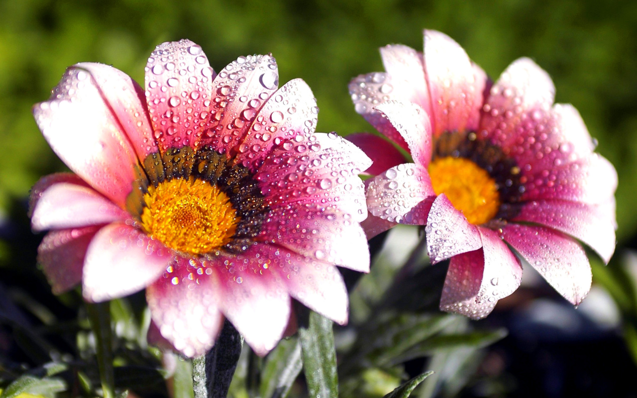 Macro pink flowers after rain screenshot #1 1280x800