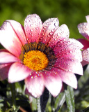 Das Macro pink flowers after rain Wallpaper 128x160