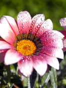 Обои Macro pink flowers after rain 132x176