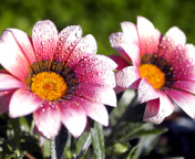 Screenshot №1 pro téma Macro pink flowers after rain 176x144