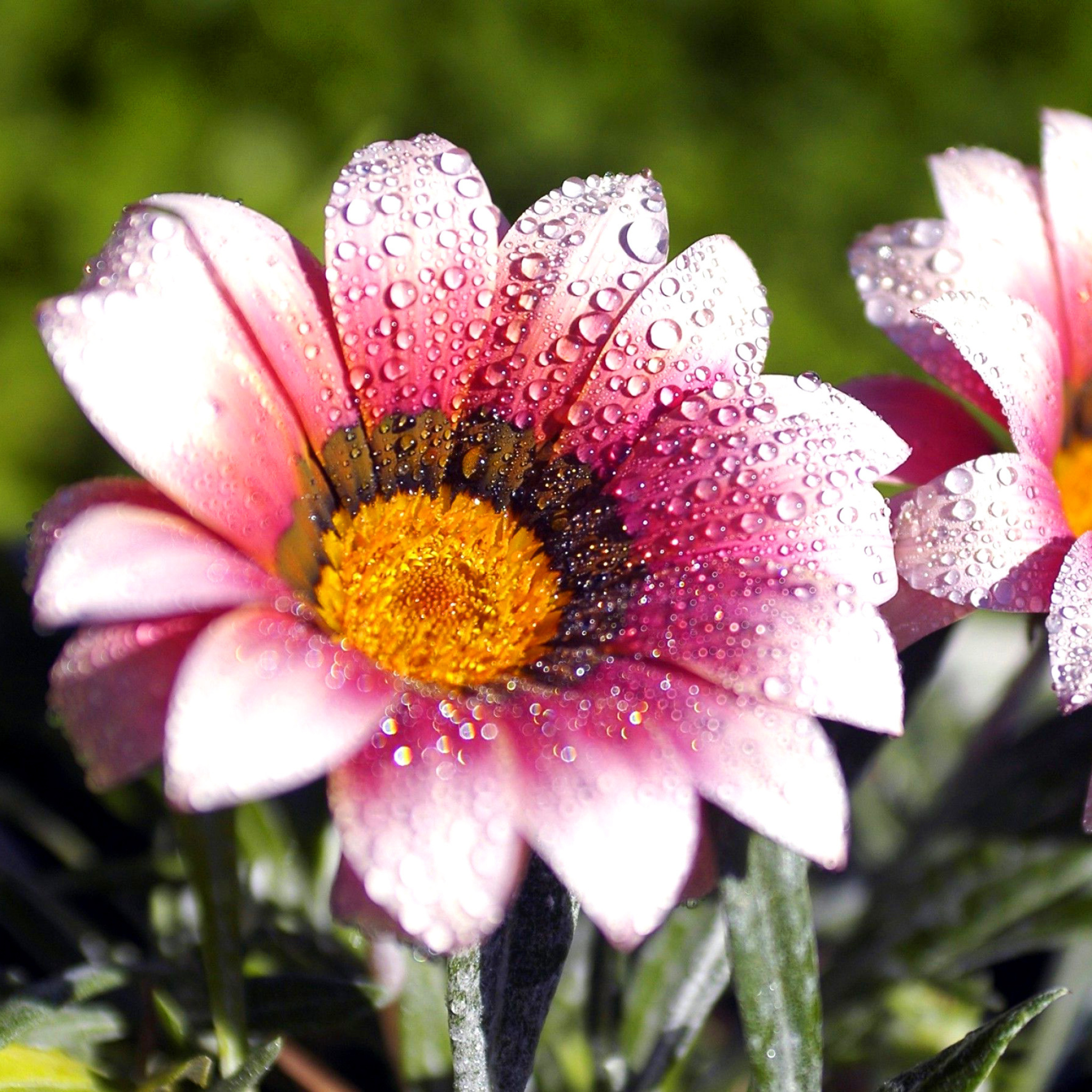 Обои Macro pink flowers after rain 2048x2048