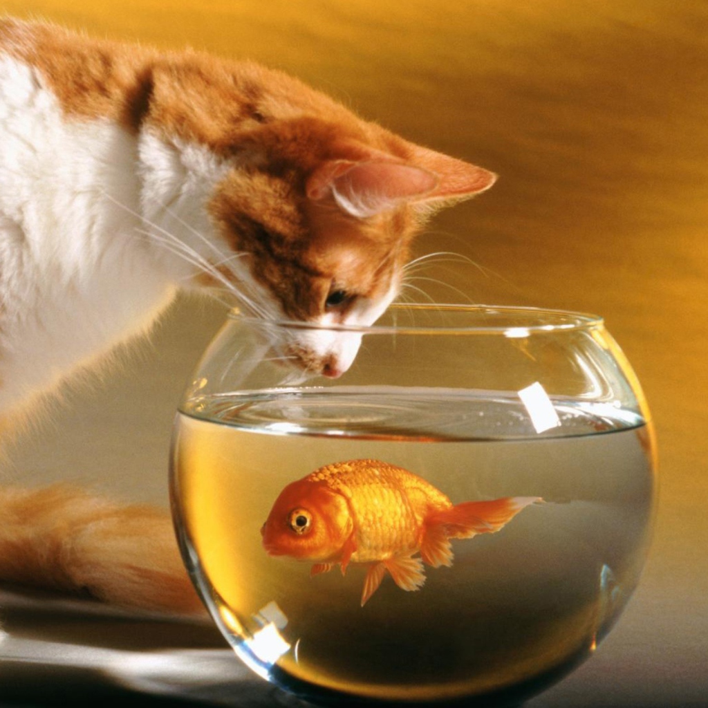 Screenshot №1 pro téma Cat And Fish 1024x1024