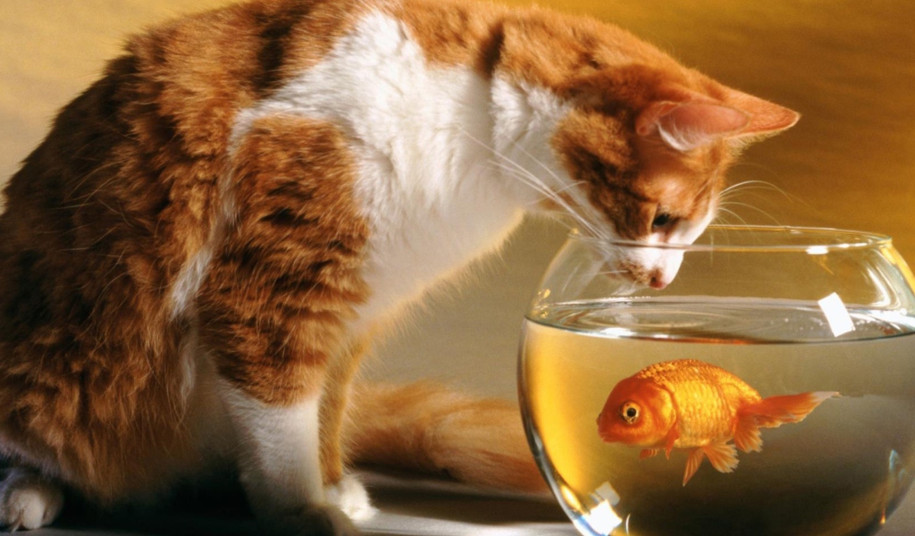 Обои Cat And Fish 1024x600