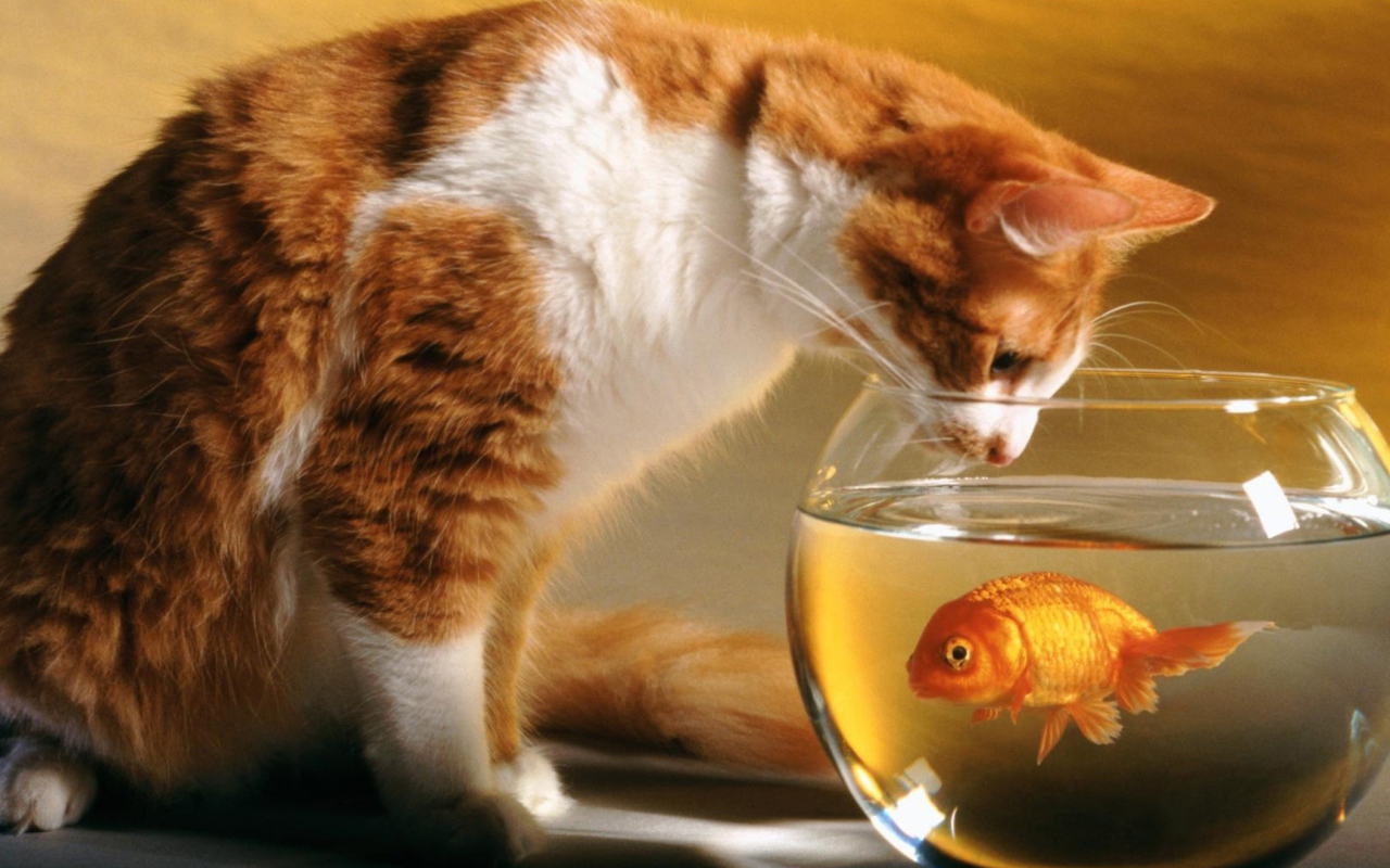 Cat And Fish wallpaper 1280x800