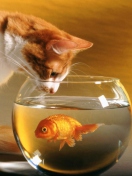 Screenshot №1 pro téma Cat And Fish 132x176