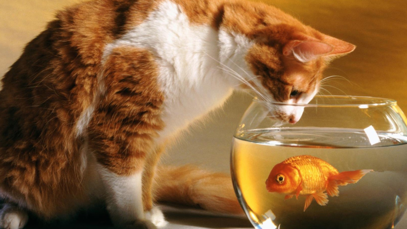 Cat And Fish wallpaper 1366x768