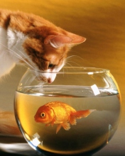 Das Cat And Fish Wallpaper 176x220