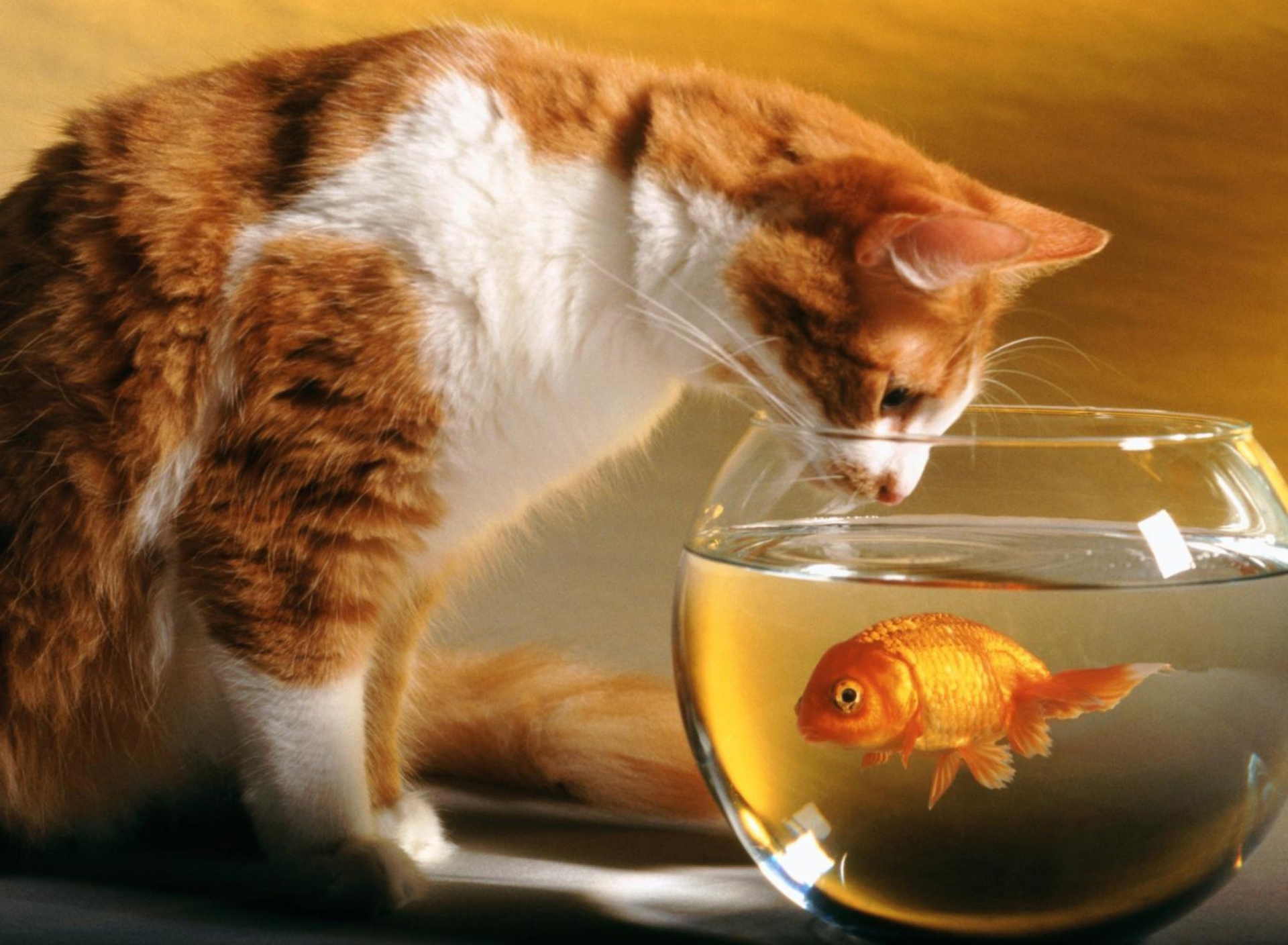 Обои Cat And Fish 1920x1408