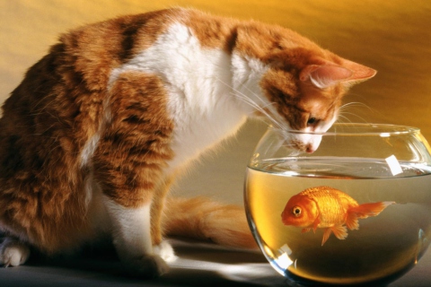 Cat And Fish wallpaper 480x320