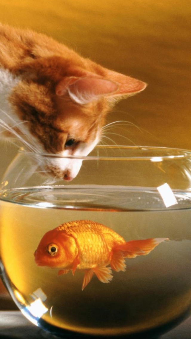 Обои Cat And Fish 640x1136