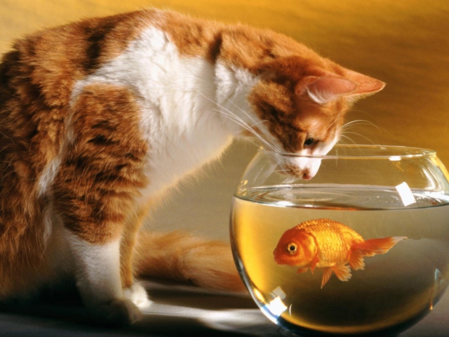 Das Cat And Fish Wallpaper 640x480
