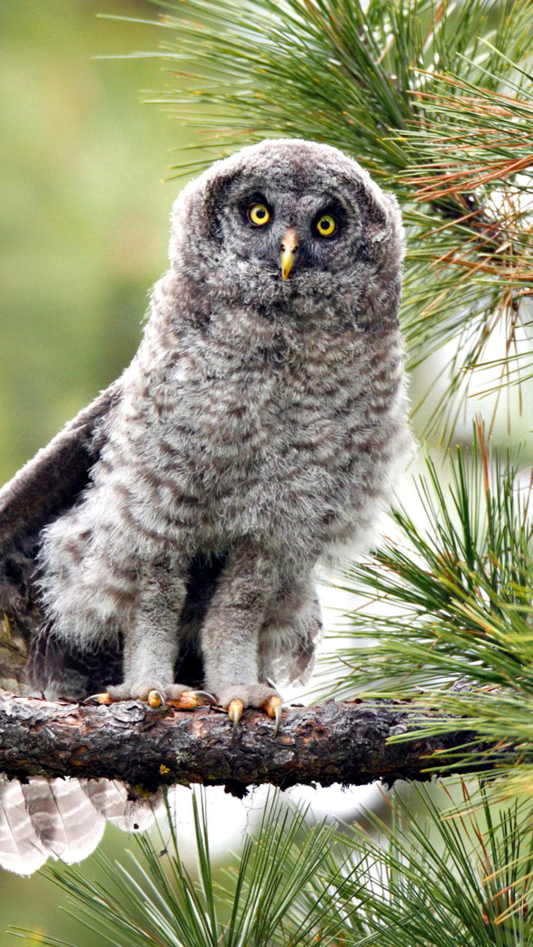 Обои Owl in Forest 1080x1920