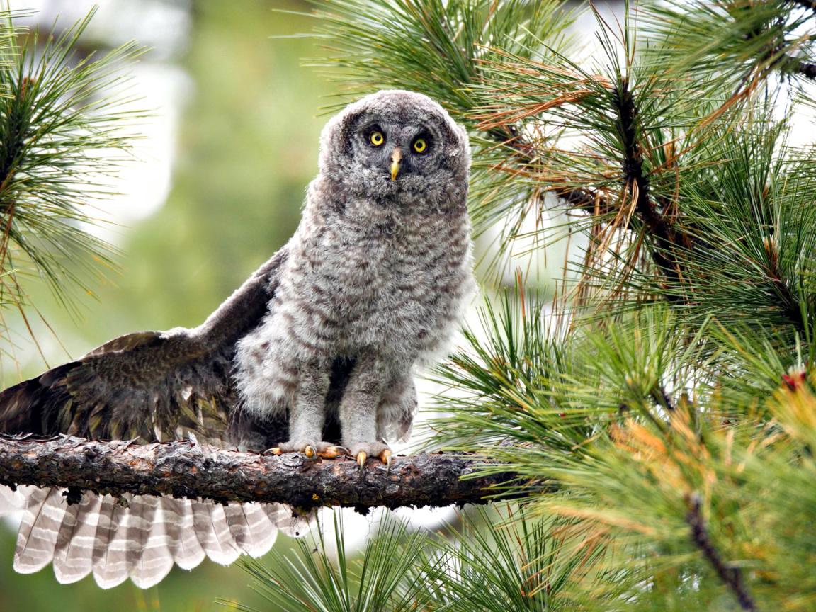Sfondi Owl in Forest 1152x864