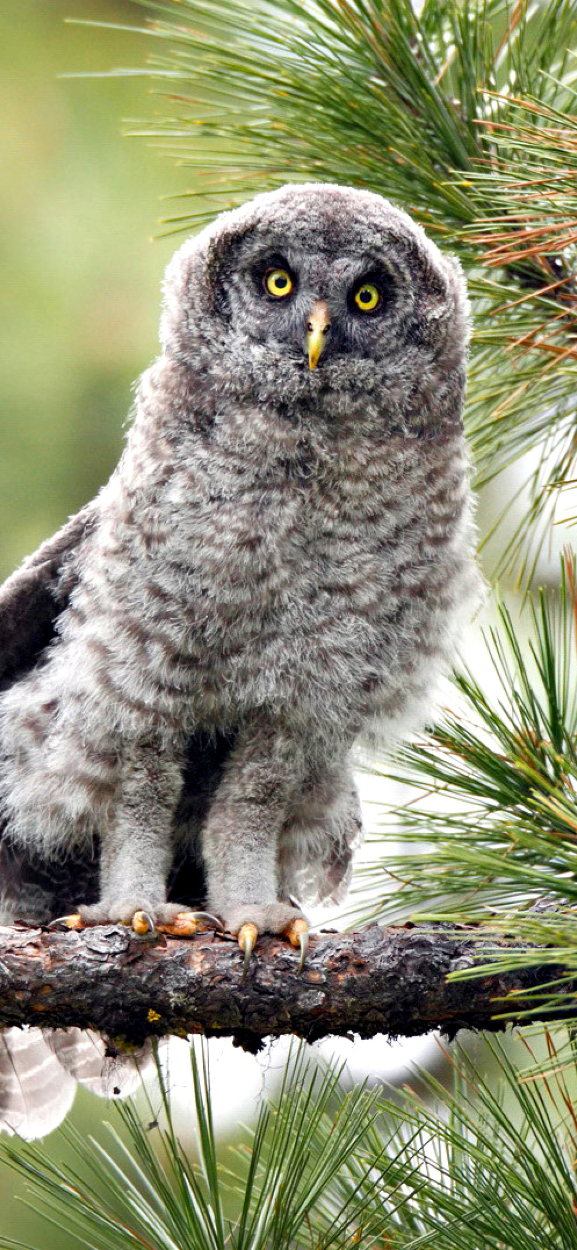 Sfondi Owl in Forest 1170x2532