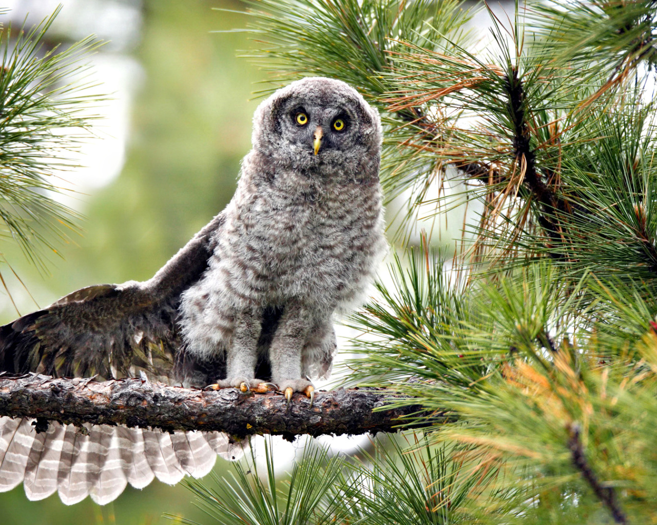 Обои Owl in Forest 1280x1024