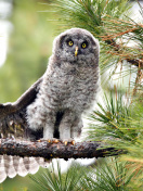 Fondo de pantalla Owl in Forest 132x176
