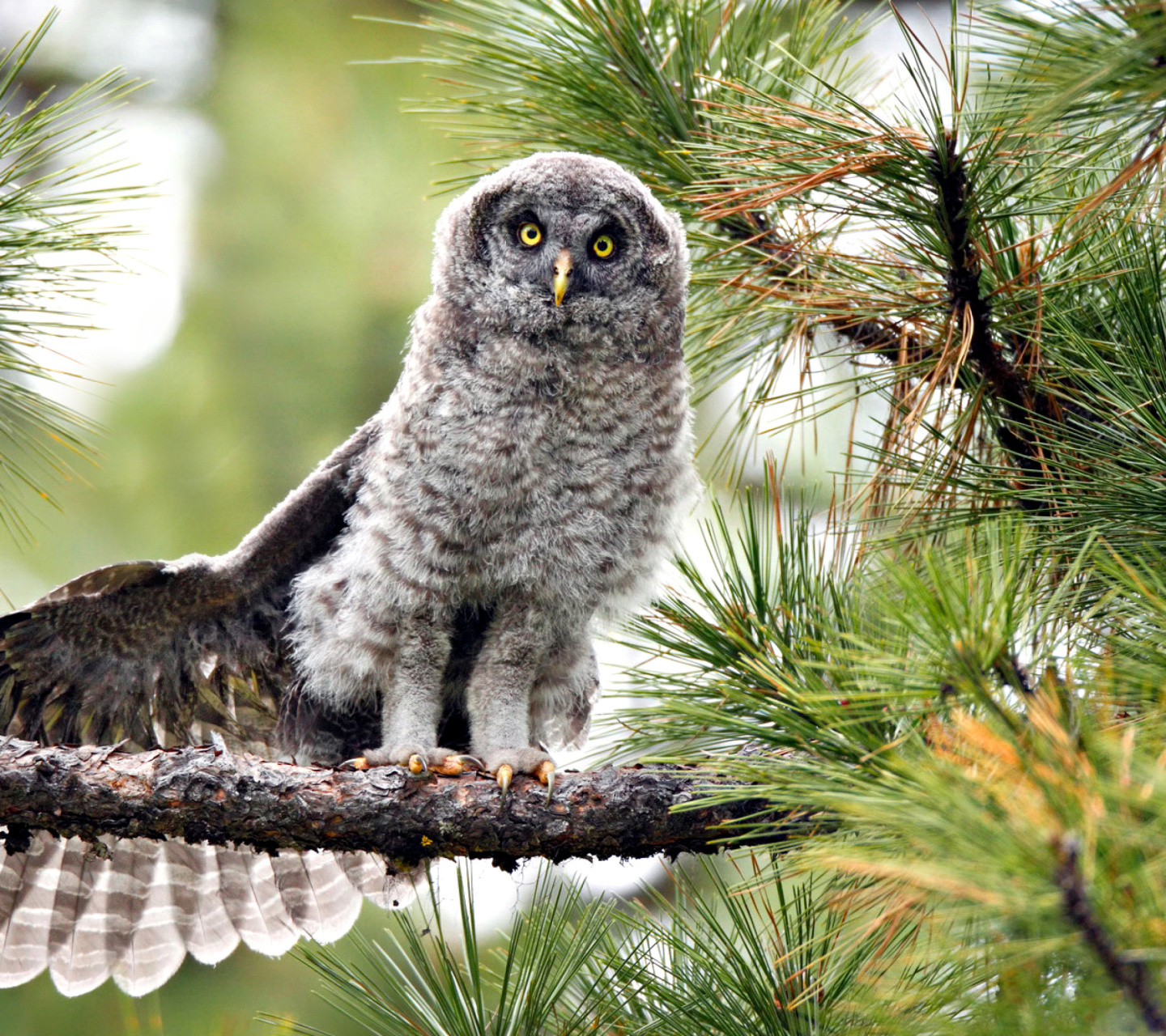 Обои Owl in Forest 1440x1280