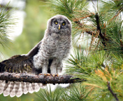 Fondo de pantalla Owl in Forest 176x144