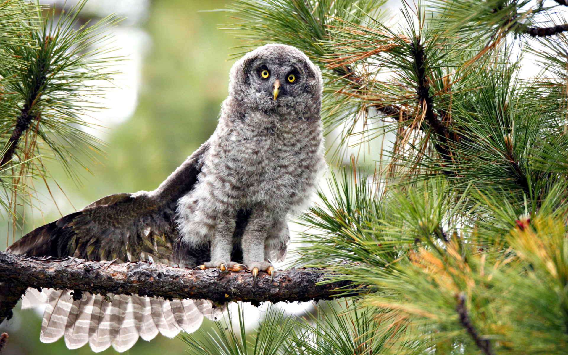 Sfondi Owl in Forest 1920x1200