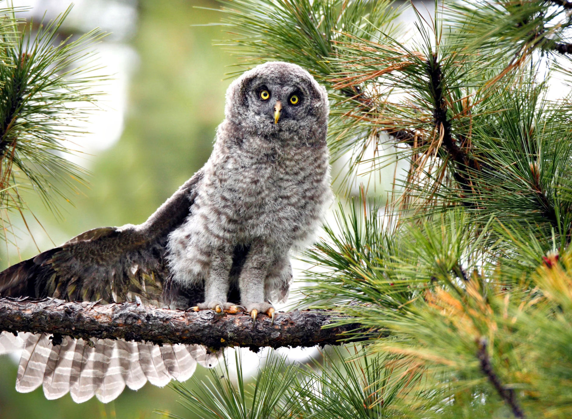 Owl in Forest wallpaper 1920x1408