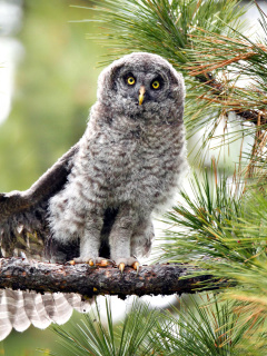 Owl in Forest wallpaper 240x320