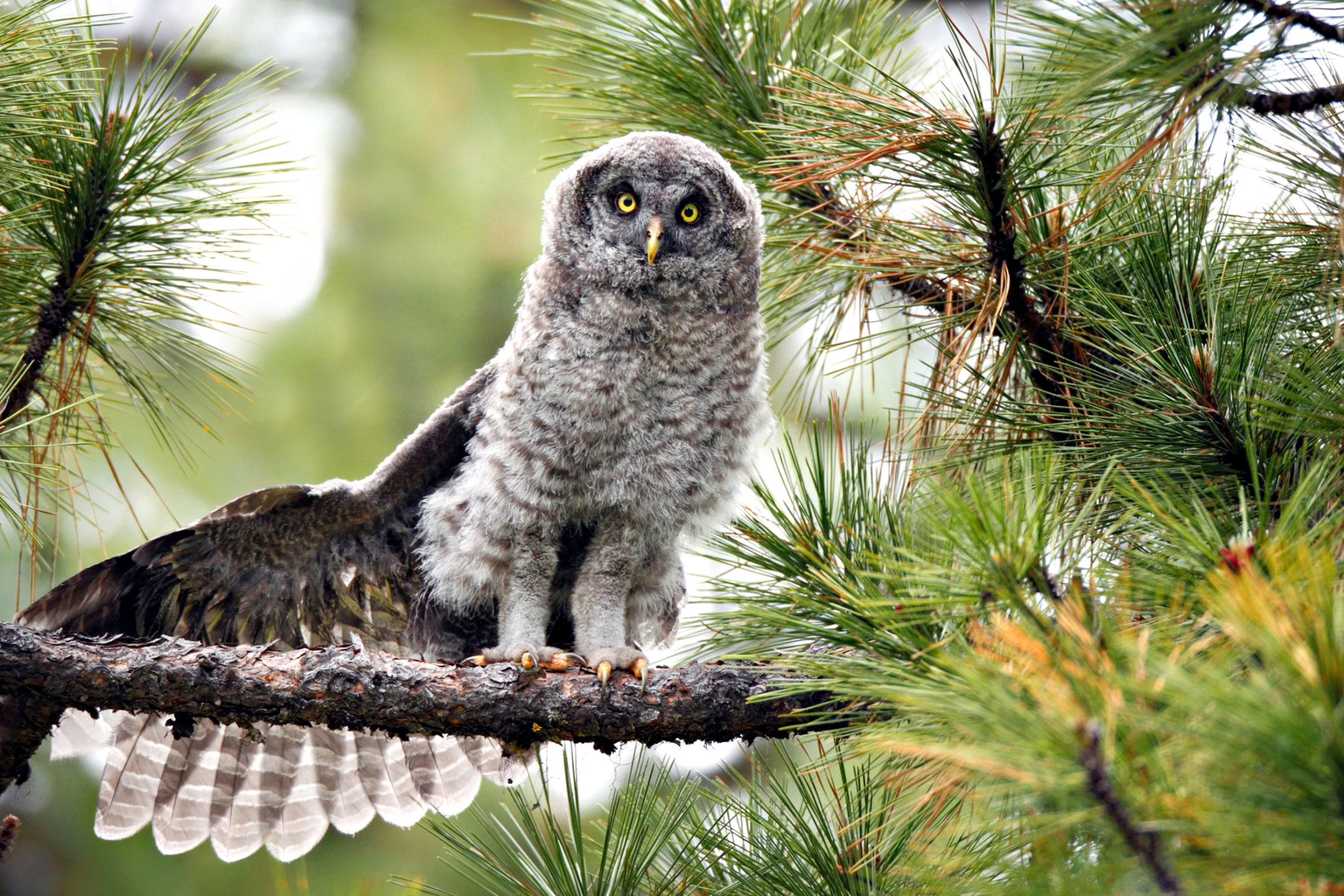 Fondo de pantalla Owl in Forest 2880x1920