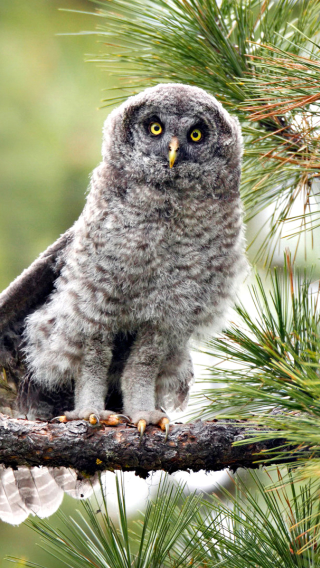 Sfondi Owl in Forest 640x1136